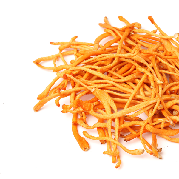 Cordyceps